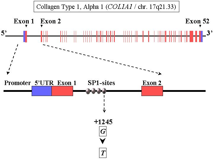 COL1A Gene Structure