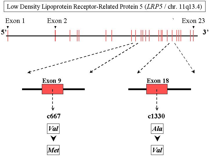 LDP5 Gene Structure