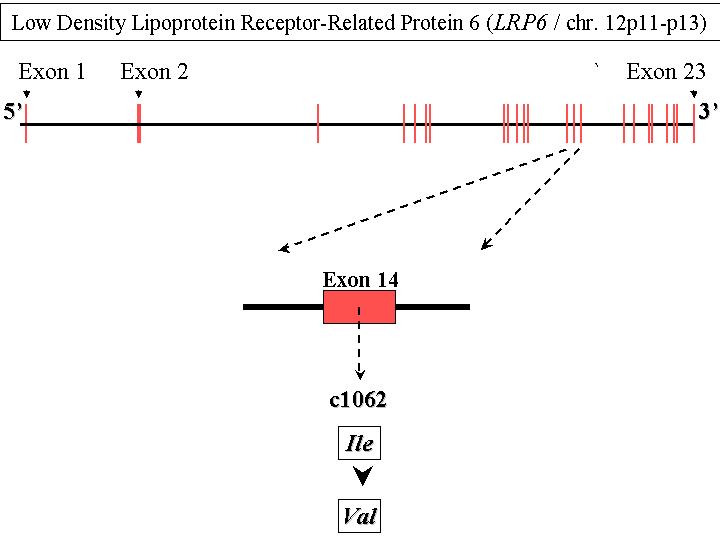 LDP6 Gene Structure