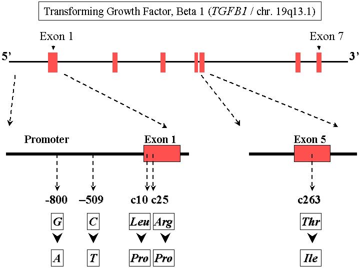 TGFB Structure